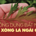 xông lá ngải cứu có tác dụng gì