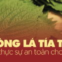 xông mặt bằng lá tía tô